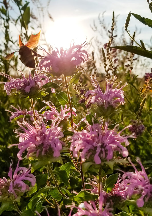 Sangamon River Forest Preserve Photo Print IMG_192118