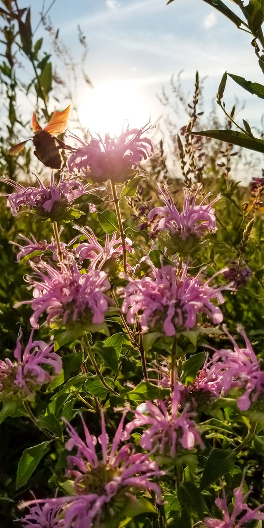 Photographie panoramique de la réserve forestière de la rivière Sangamon IMG_192118