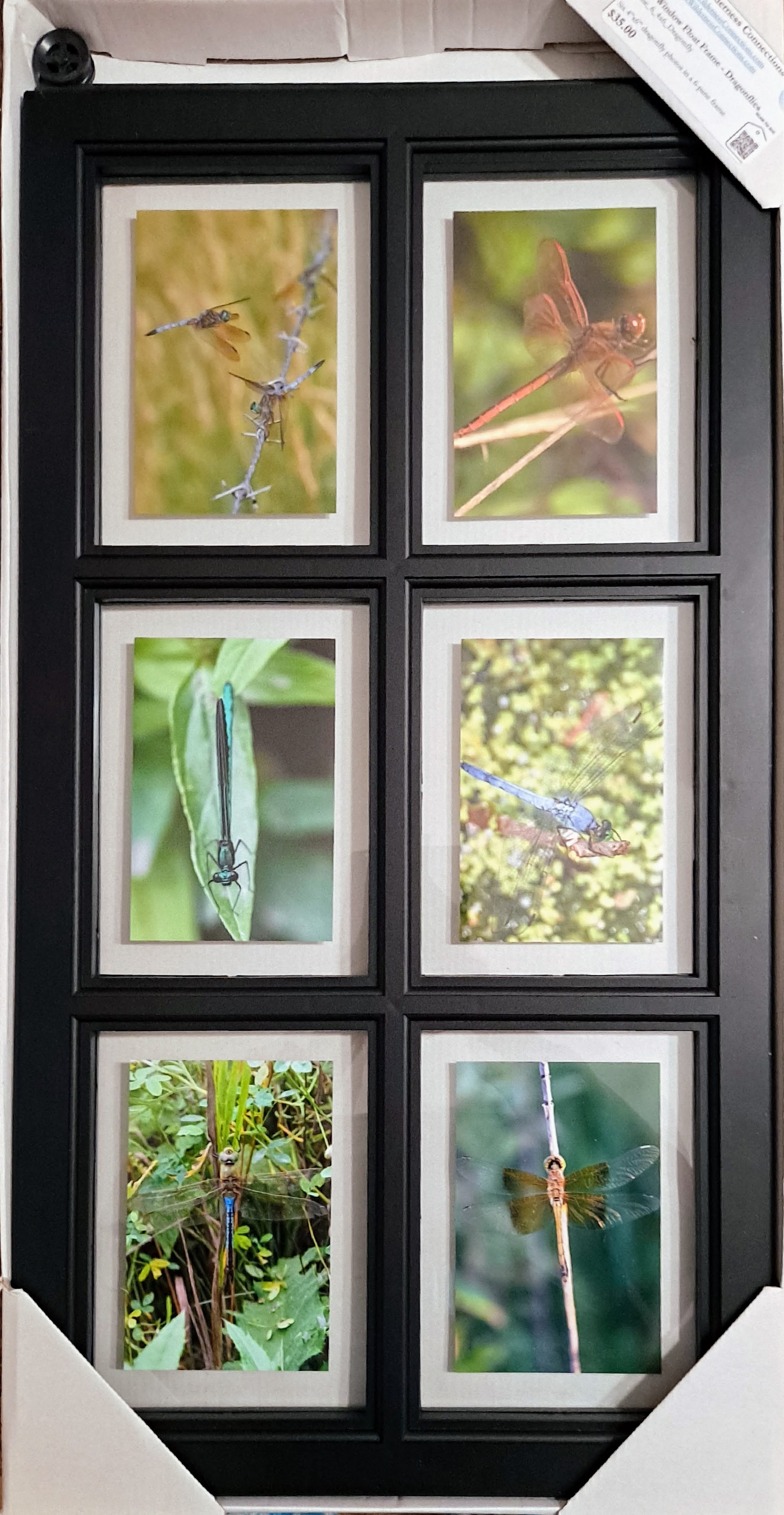 Barn Window Float Frame - Dragonflies