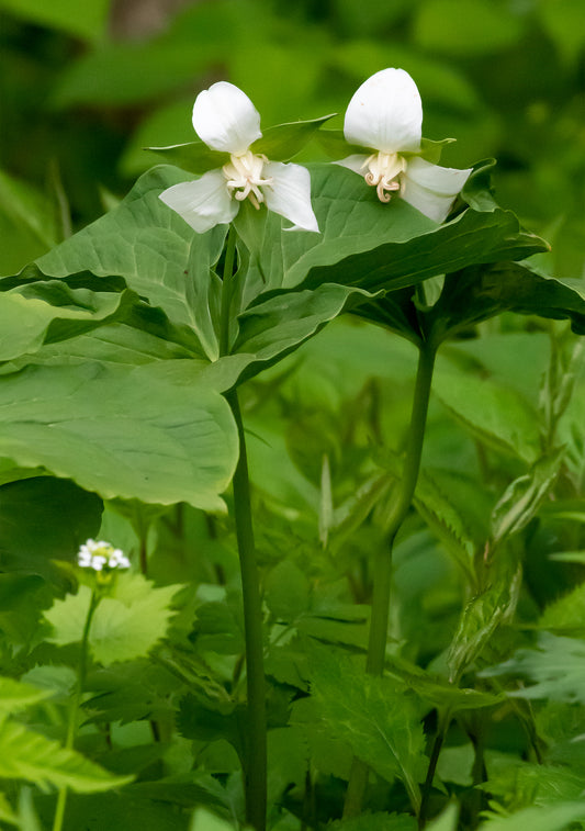 Photographie de l'île Verte WMA IMG_1842