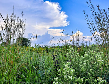 Tomlinson Pioneer Cemetery Prairie Nature Preserve Photo Print IMG_175235