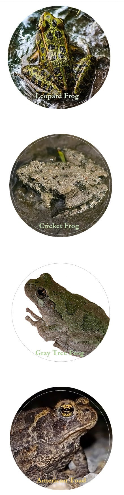 Stickers: Midwest Frogs and Toad