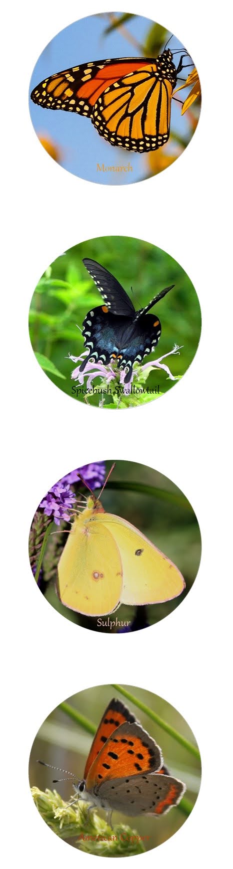 Stickers: Midwest Butterflies