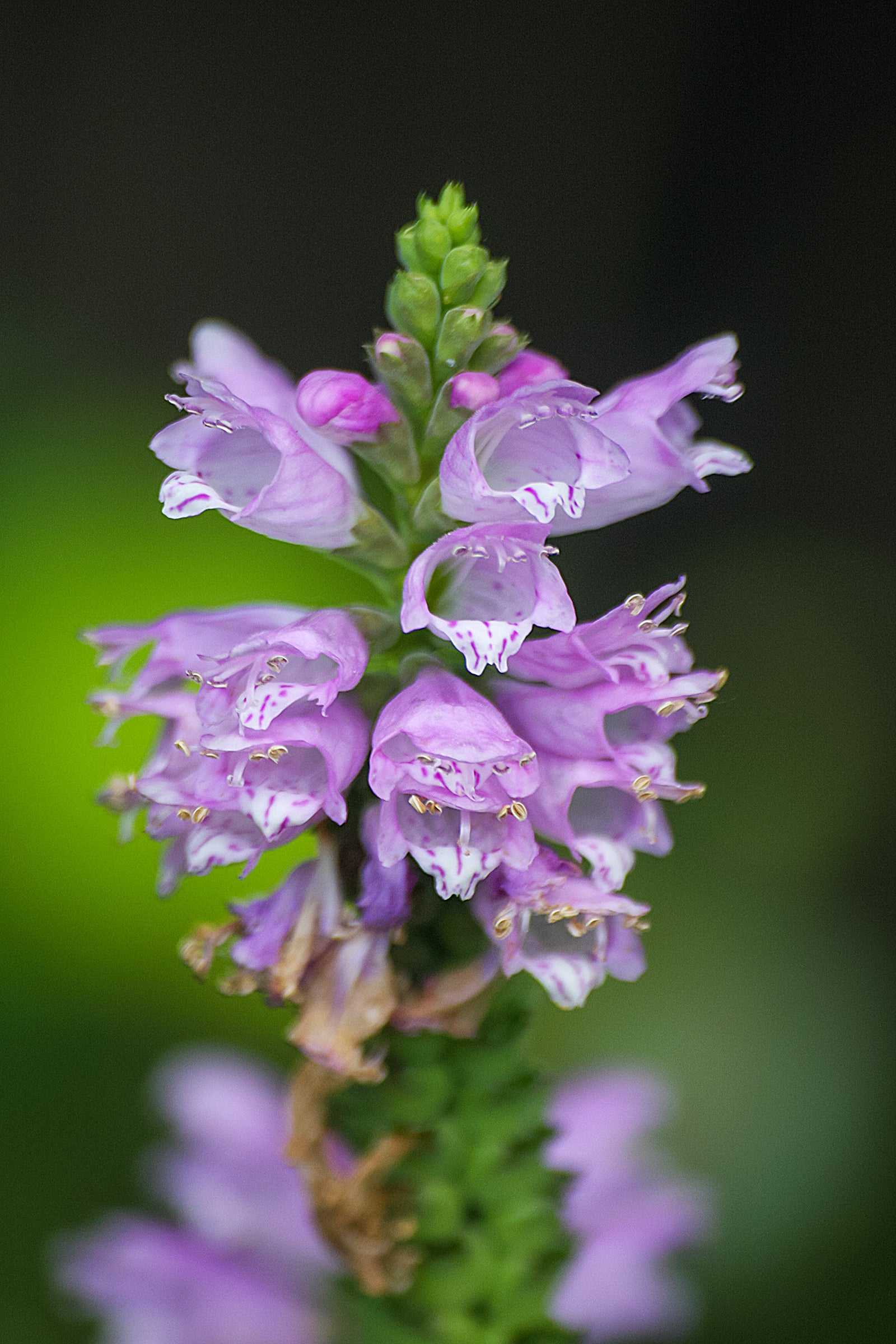 False Dragonhead (Physostegia virginiana)