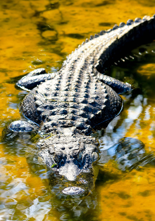 Everglades NP Photo Print IMG_1024