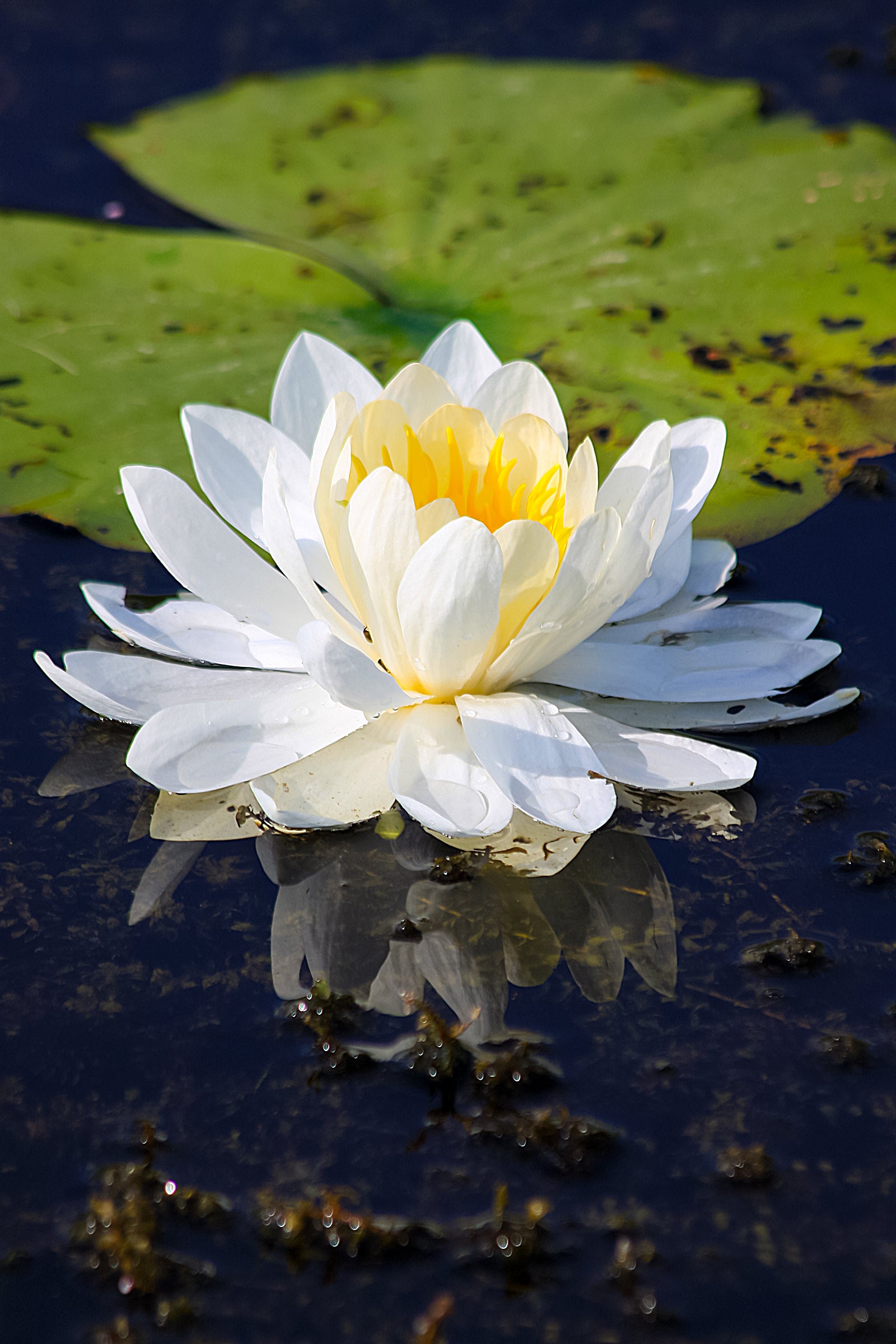 American White Waterlily (Nymphea odorata)