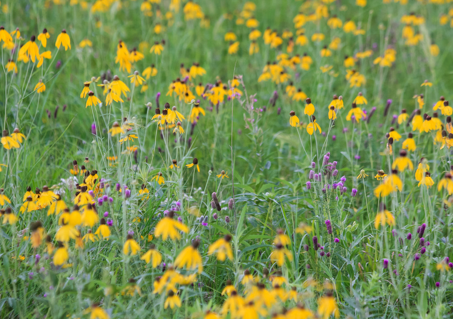 Kalsow Prairie State Preserve Greeting Card IMG_2513