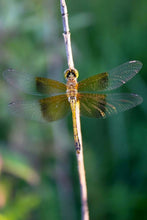Load image into Gallery viewer, Barn Window Float Frame - Dragonflies
