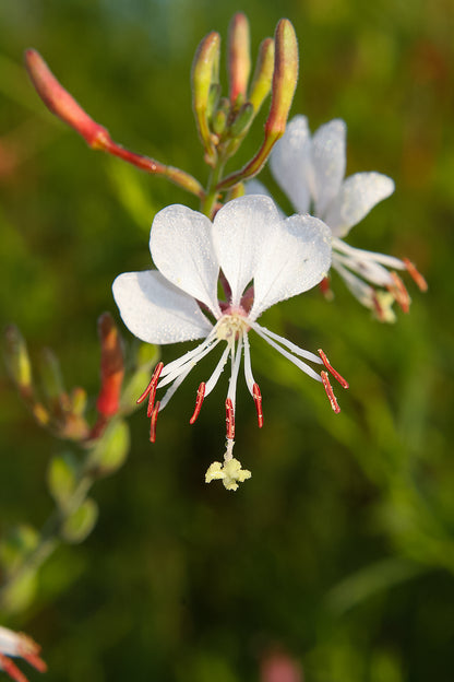 Biennial Gaura (Oenothera biennis)