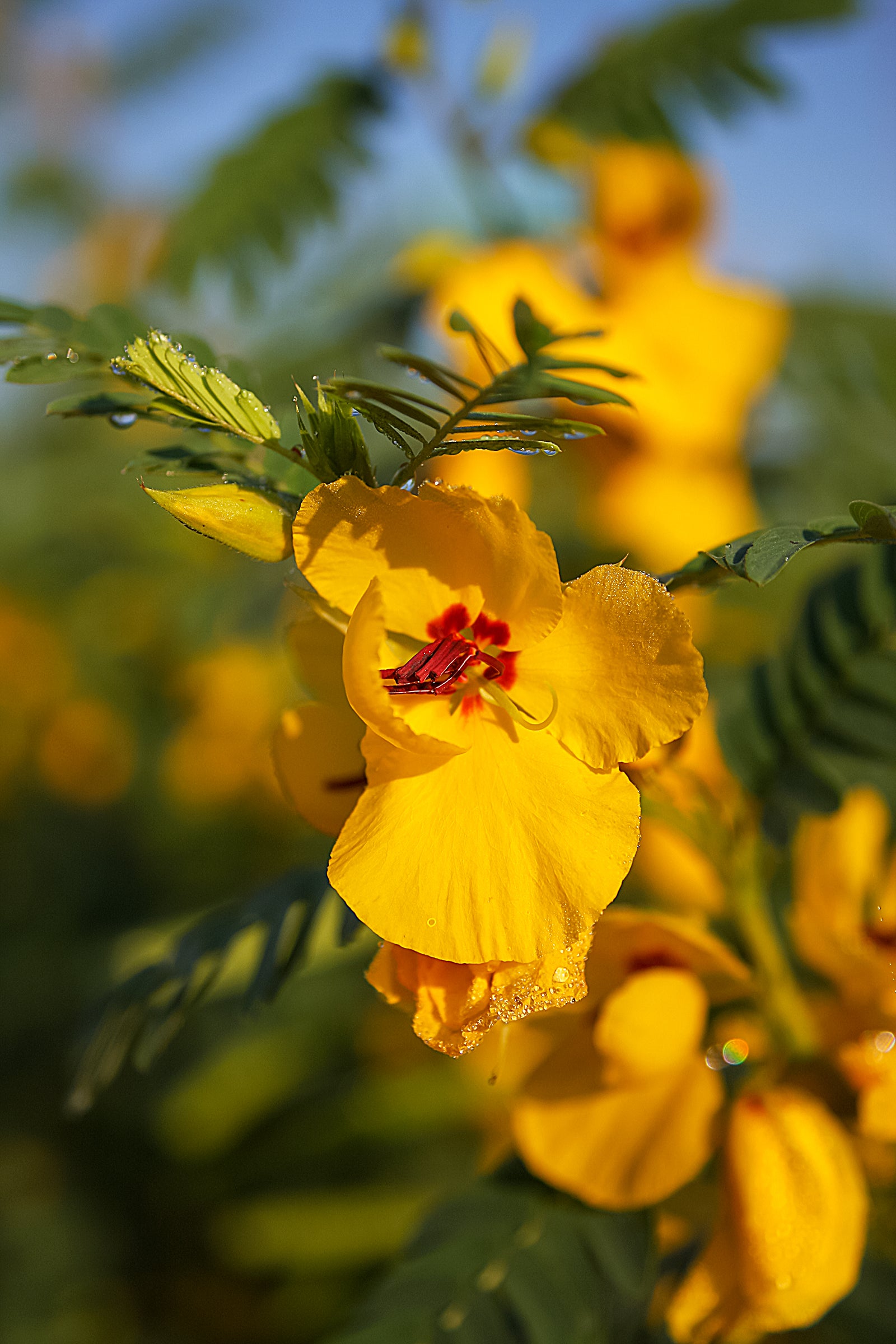 Partridge Pea (Chamaecrista fasciculata)