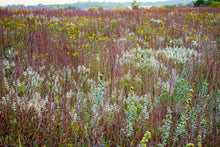 Load image into Gallery viewer, Ayers Sand Prairie State Preserve IMG_3490
