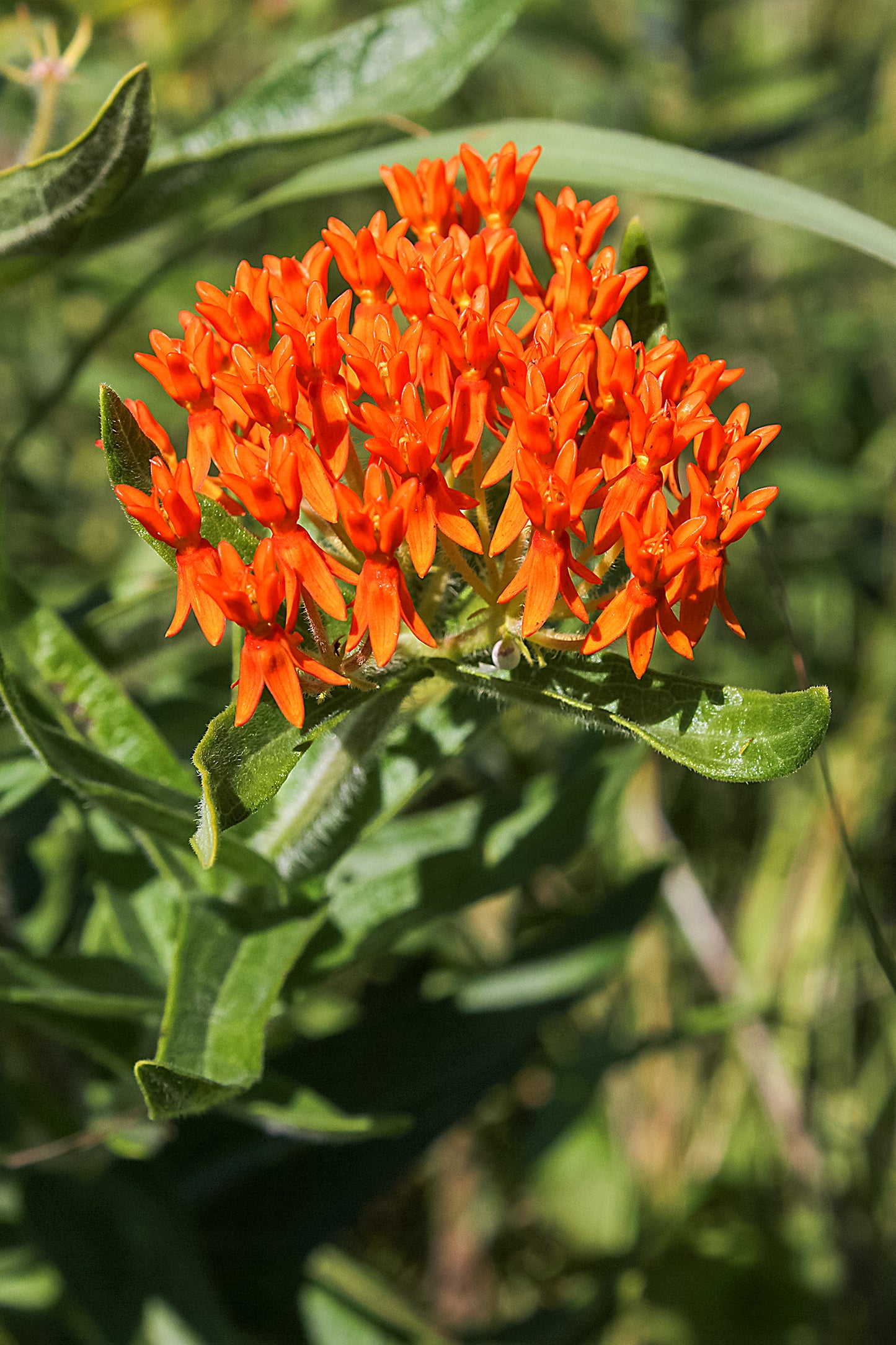 Butterfly Milkweed (Asclepais tuberosa)