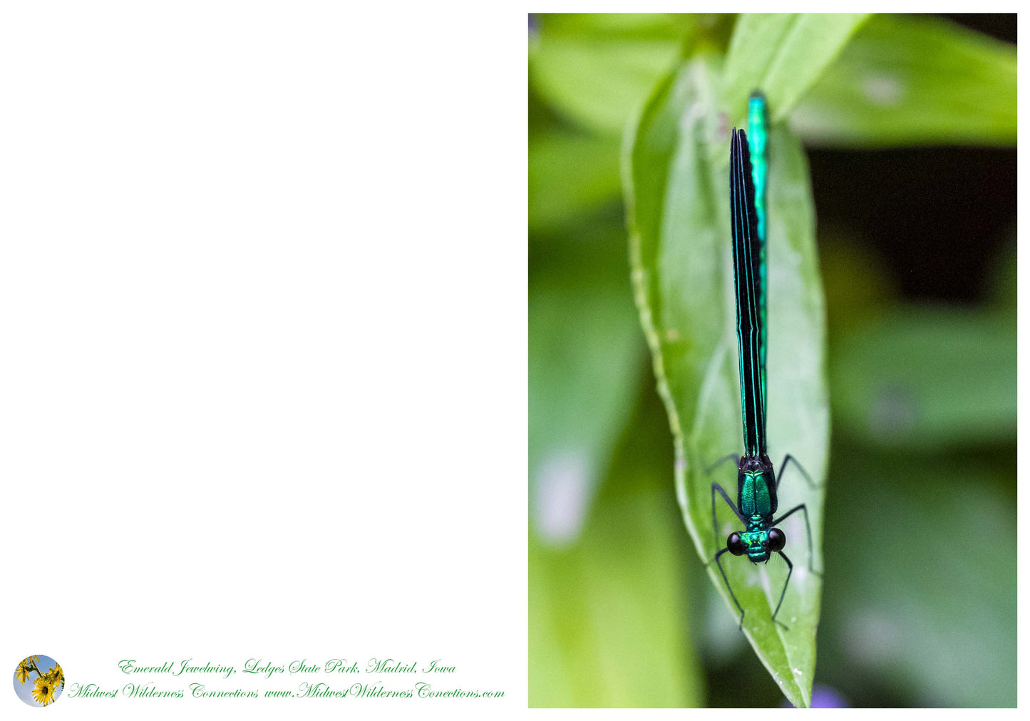 Midwest Wilderness Connections Full Photo 5"x7" greeting cards of dragonflies and damselflies (5-pack)