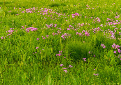 Pellsville Cemetery Prairie NP Greeting Card IMG_5908