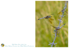 Load image into Gallery viewer, Midwest Wilderness Connections Full Photo 5&quot;x7&quot; greeting cards of dragonflies and damselflies (5-pack)
