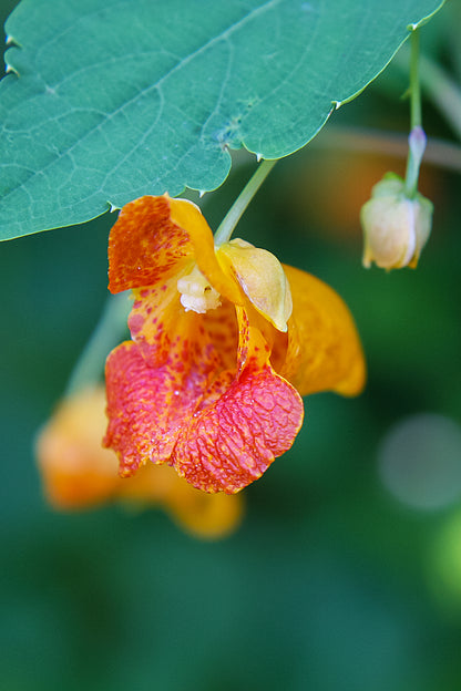 Spotted Jewelweed (Impatiens capensis)