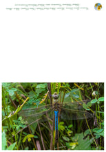 Load image into Gallery viewer, Midwest Wilderness Connections Full Photo 5&quot;x7&quot; greeting cards of dragonflies and damselflies (5-pack)
