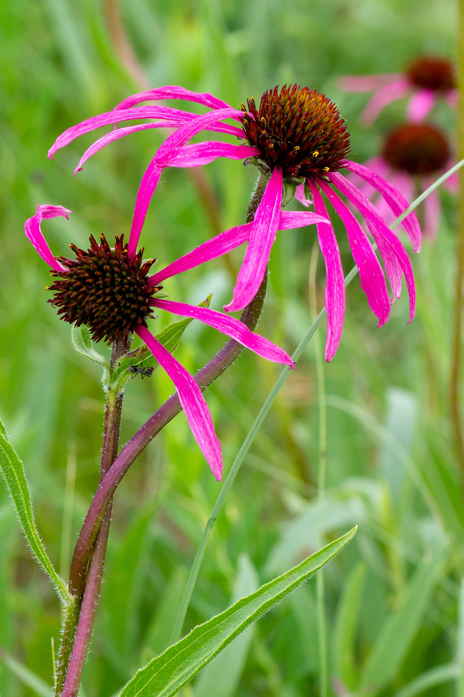 Wavy-leaf Purple Coneflower (Echinacea simulata)