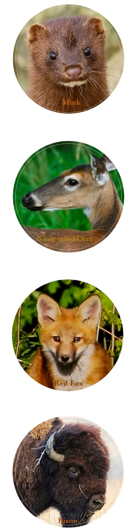 Stickers: Midwest Mammals