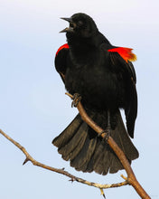 Load image into Gallery viewer, Put on a display with a red-winged blackbird. Photo taken at Green Island Wildlife Management Area, Green Island, Iowa, USA.
