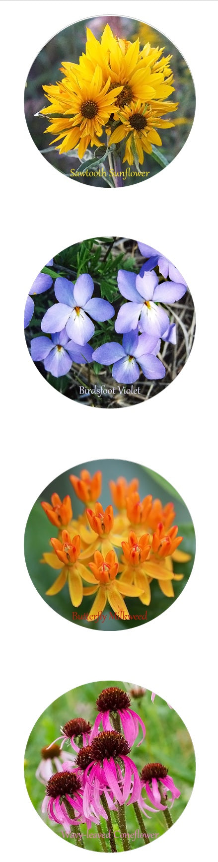 Stickers: Midwest Prairie Wildflowers
