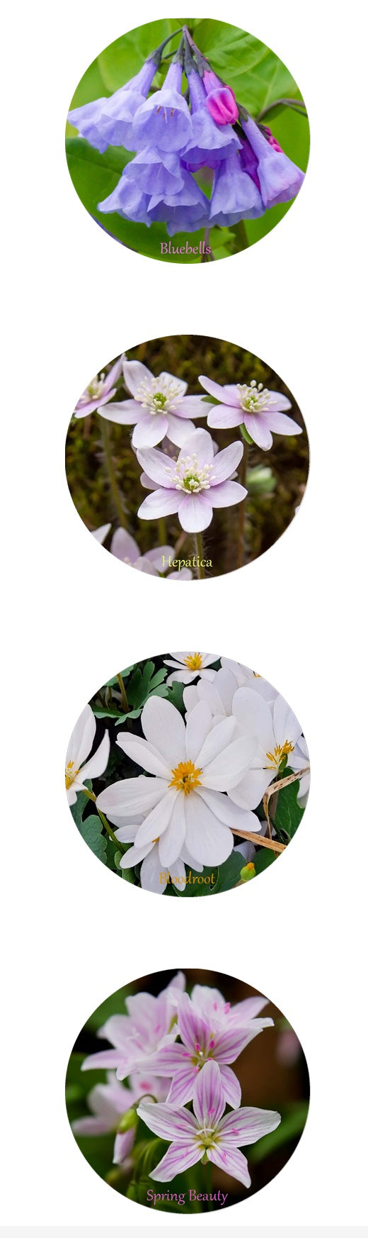Stickers: Midwest Spring Woodland Wildflowers